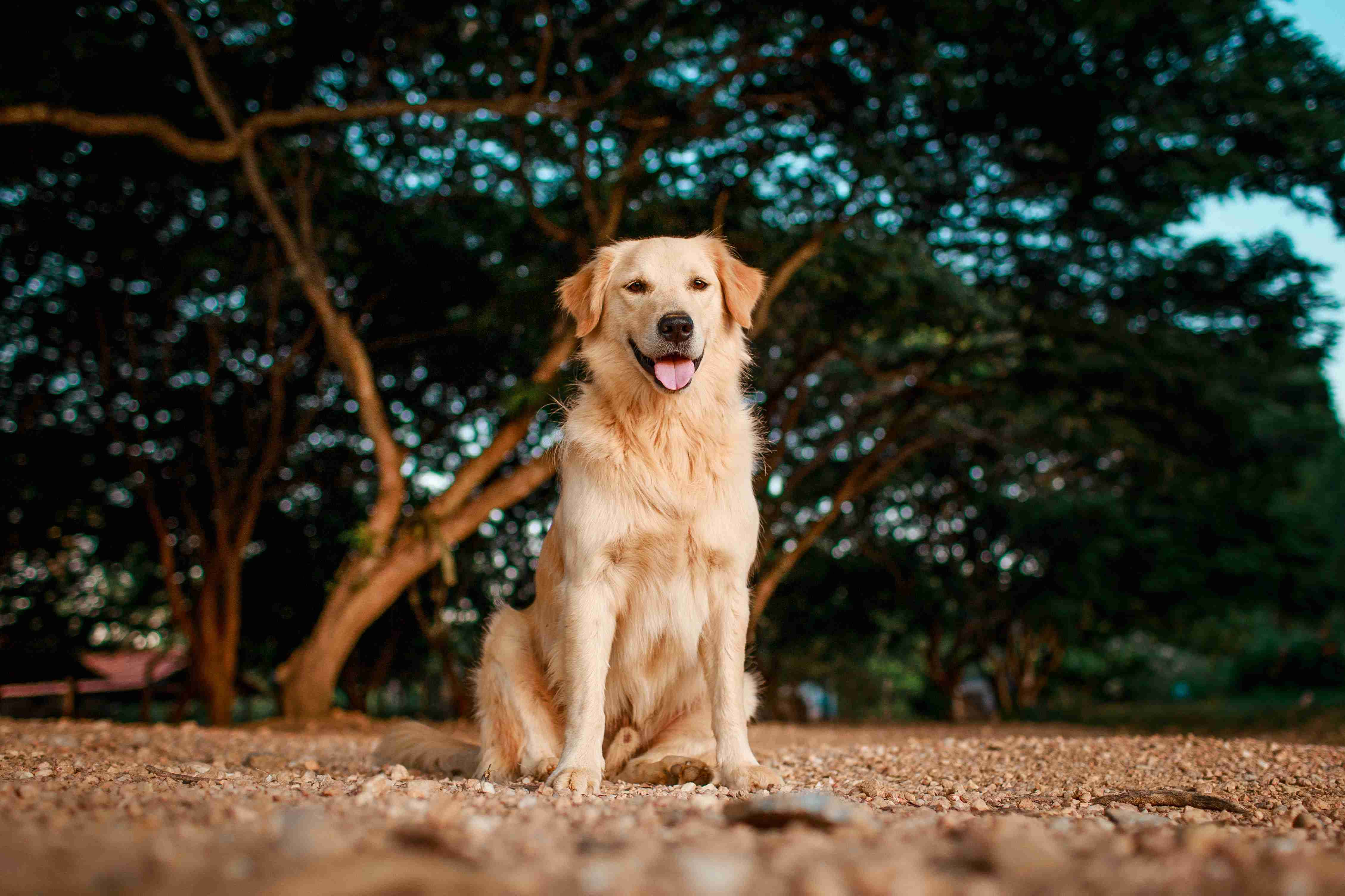 What are some healthy food options for a Golden Retriever?